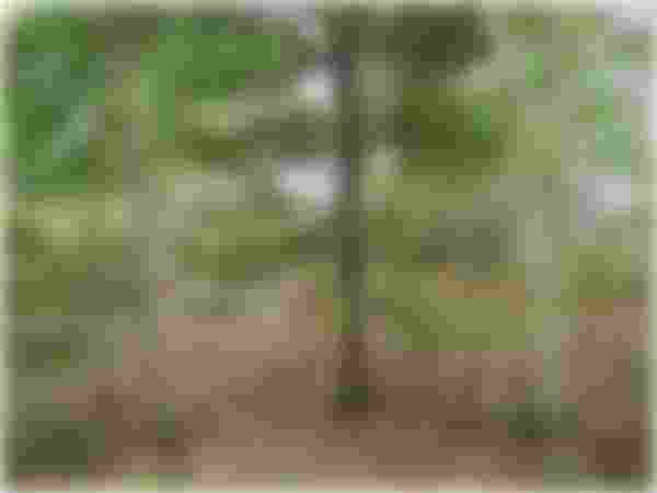 image alt text